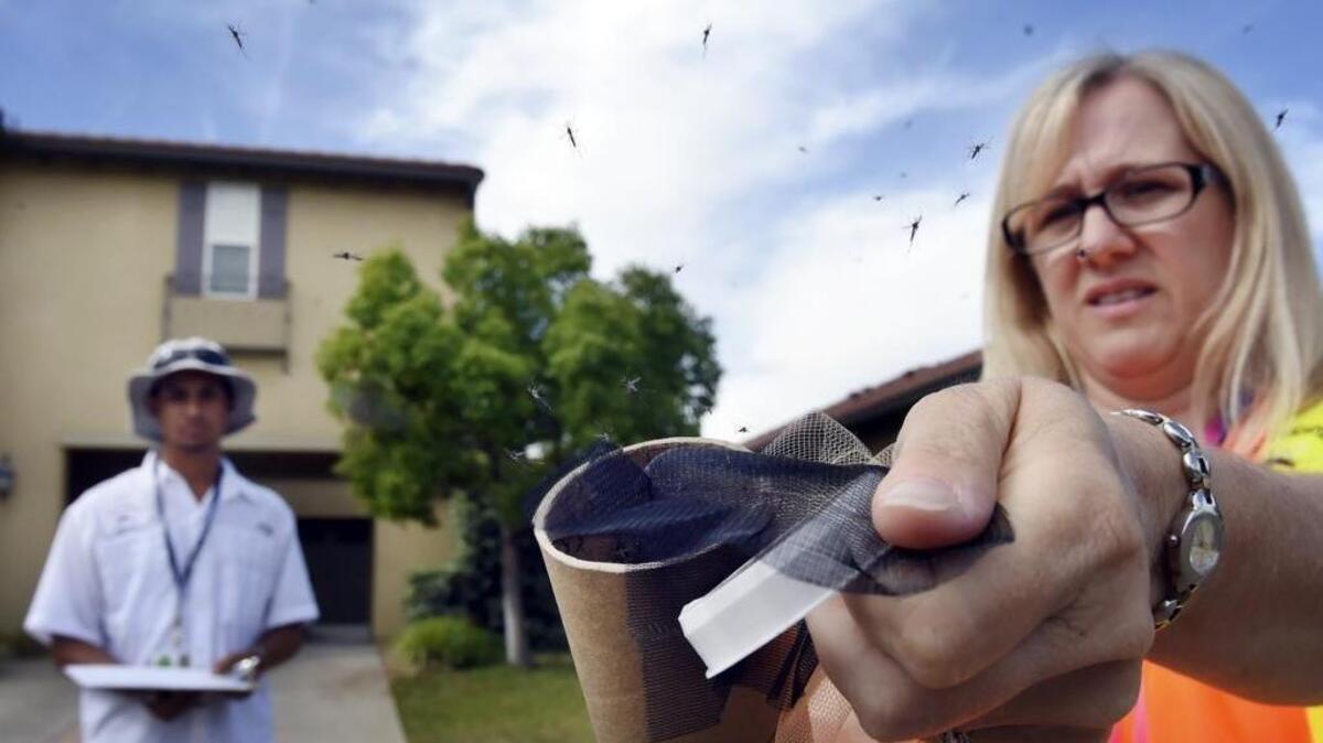 Vector biologist Katherine Ramirez with the Consolidated Mosquito Abatement District in Fresno County, California releases non-biting sterile male Aedes aegypti mosquitoes infected with Wolbachia in June 2016. Miami-Dade officials are considering using the same method to help reduce the numbers of mosquitoes that spread Zika.
