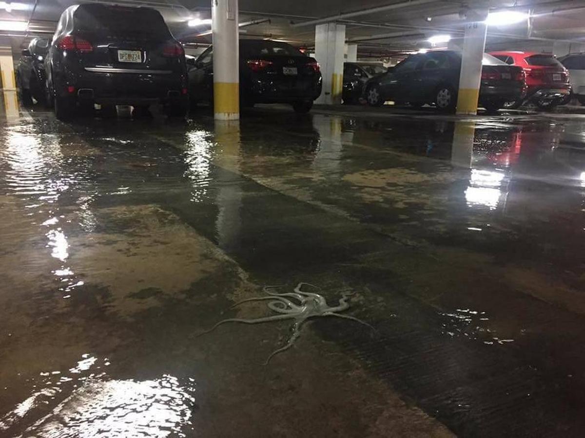 A photo of an octopus splayed out in a Miami Beach parking garage after the latest King Tide captivated the internet, but a University of Miami associate biology professor said residents should get used to seeing sea creatures in traditionally dry spaces.