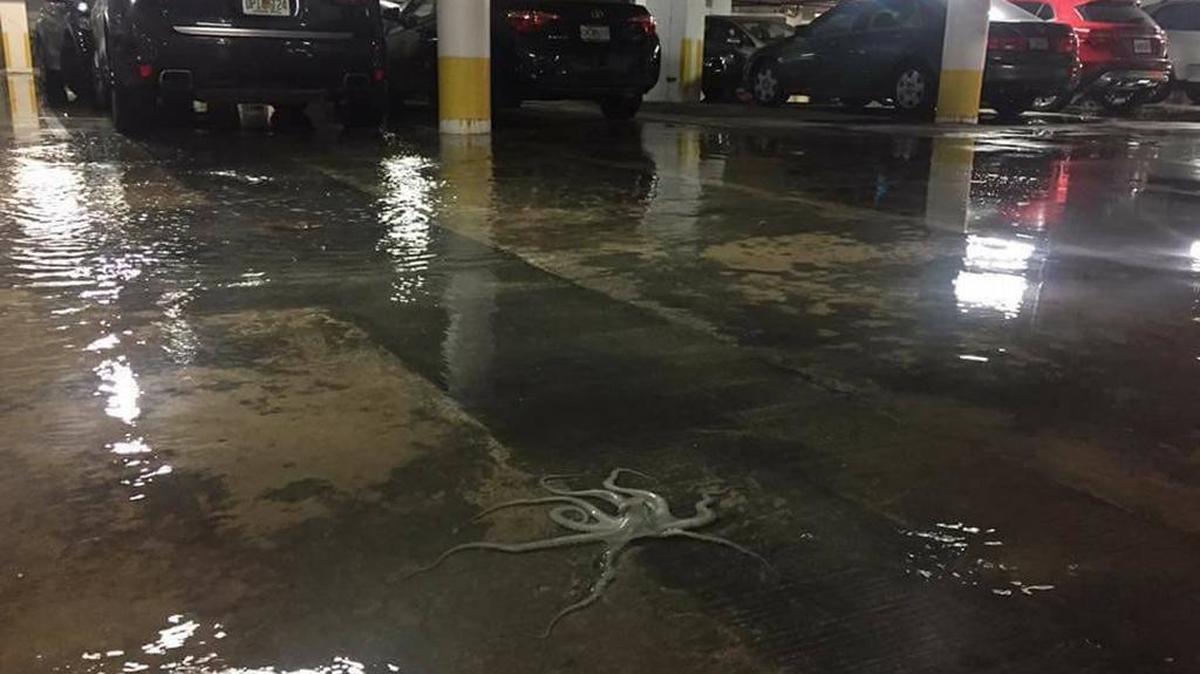 A photo of an octopus splayed out in a Miami Beach parking garage after the latest King Tide captivated the internet, but a University of Miami associate biology professor said residents should get used to seeing sea creatures in traditionally dry spaces.