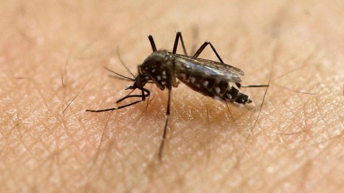 In this Jan. 18, 2016, file photo, a female Aedes aegypti mosquito acquires a blood meal on the arm of a researcher at the Biomedical Sciences Institute in the Sao Paulo's University in Sao Paulo, Brazil.