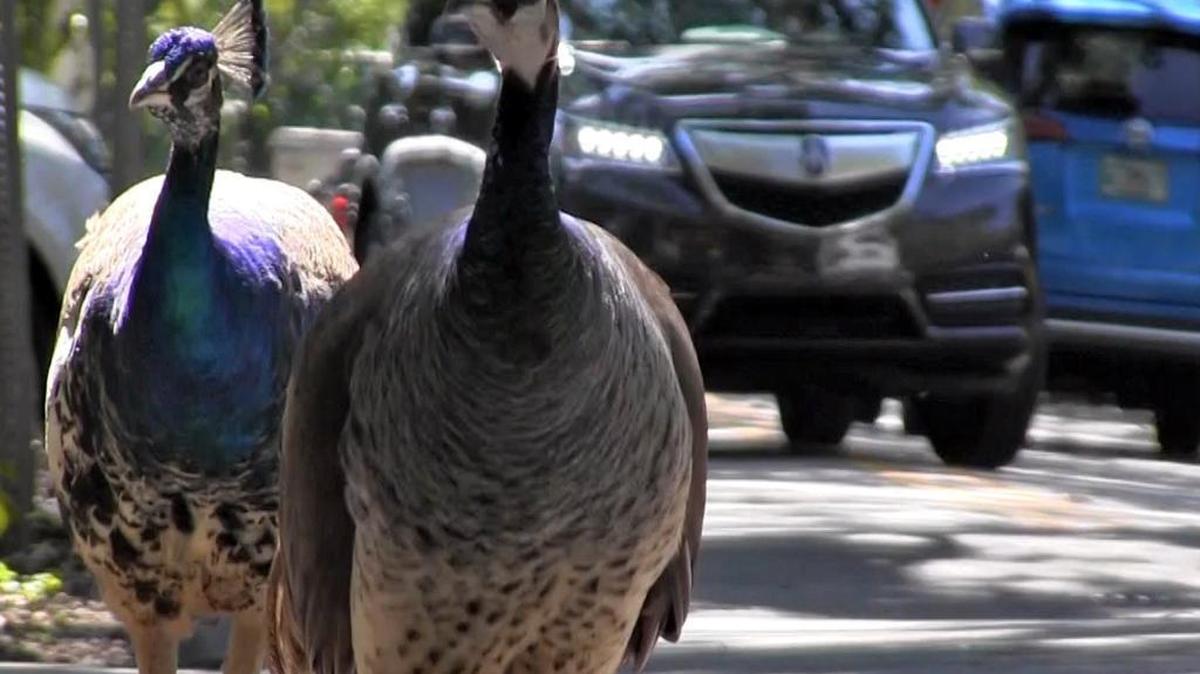 La población de pavos reales de Miami está creciendo, y a muchos vecinos les molestan los fuertes graznidos, los excrementos, la destrucción de sus plantas y los arañazos en sus autos. Otros vecinos adoran a estas hermosas aves y las alimentan. Miami-Dade relajó sus normas de protección de estas aves en 2022 y el 18 de julio de 2023 aprobó un programa de esterilización para Pinecrest.