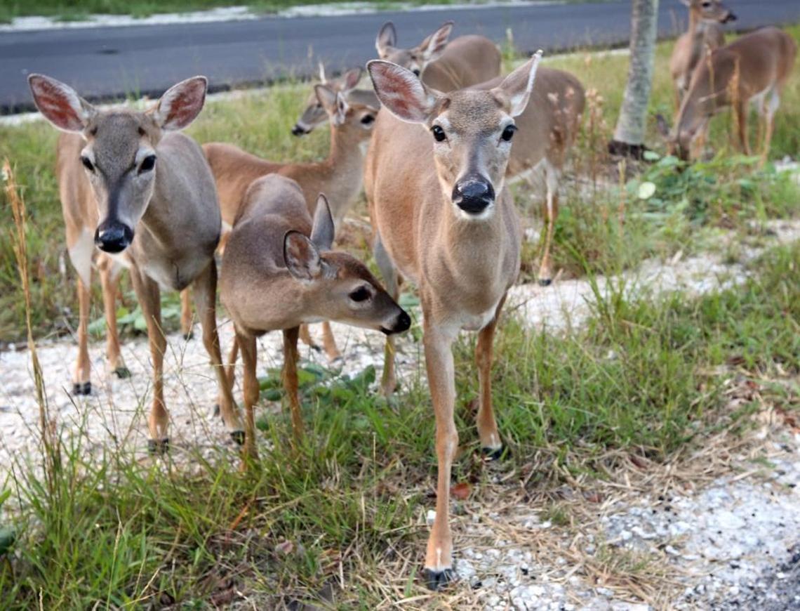 Key deer are unique to the Lower Florida Keys.