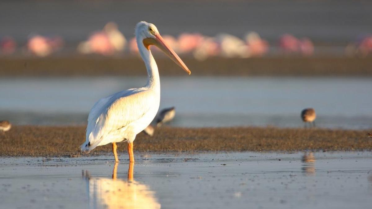 The Everglades and other natural resources in Florida are under increasing threat from sea rise linked to climate change. President-elect Donald Trump has called climate change a hoax, but on the campaign trail vowed to protect the marshes that help replenish much of South Florida’s water supplies.