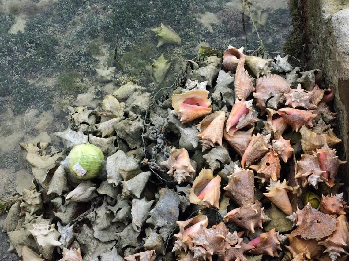 Discarded shells from harvested conch pile up under a dock near Eleuthera in 2017.