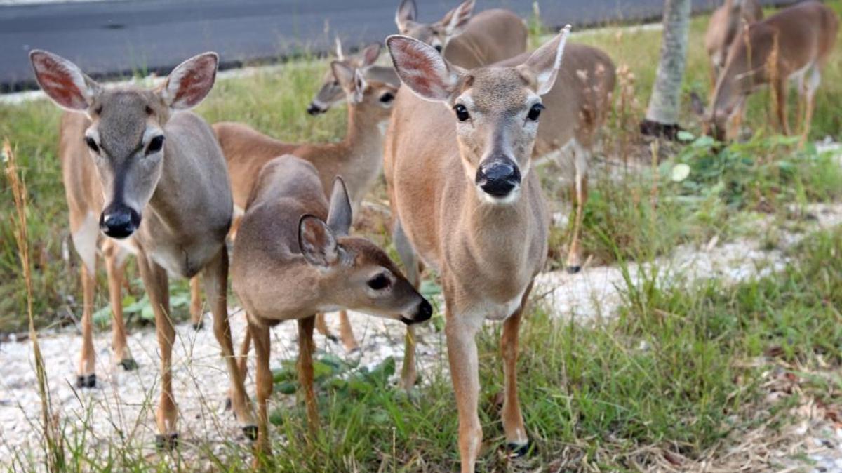 The endangered Key deer, which grow to about three feet tall, live and roam mostly around Big Pine Key and No Name Key. Fewer than 1,000 remain.