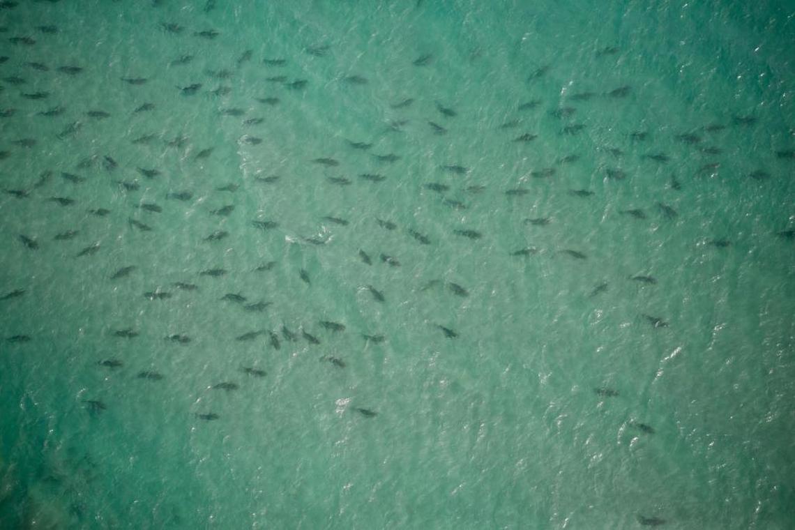 Shark migration season, especially “snowbird” blacktip sharks, seen in 2018 in South Florida. Researchers say their numbers in South Florida are declining, which could have ecological effect.