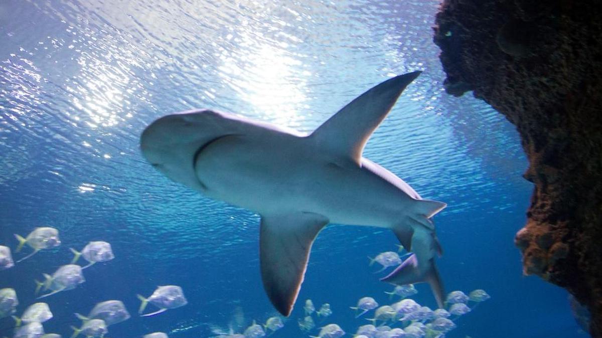 A shark swims in a 1.3 million gallon exhibit in Shark Reef at Mandalay Bay in Las Vegas, Tuesday, Aug. 4, 2015. (Steve Marcus/Las Vegas Sun via AP)