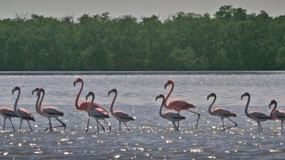 This flock of 19 flamingos, spotted in Lake Ingraham in Everglades National Park in 2012, helped trigger a comprehensive study published Wednesday that concludes flamingos are likely native to Florida.