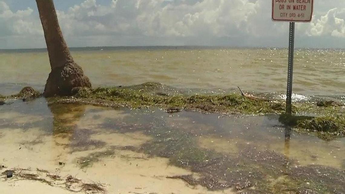 Since August 2015, St. Petersburg has dumped more than 190 million gallons of sewage into Tampa Bay and other local waterways. City officials were warned this could happen when they shut down the Albert Whitted water treatment facility, according to one whistleblower.