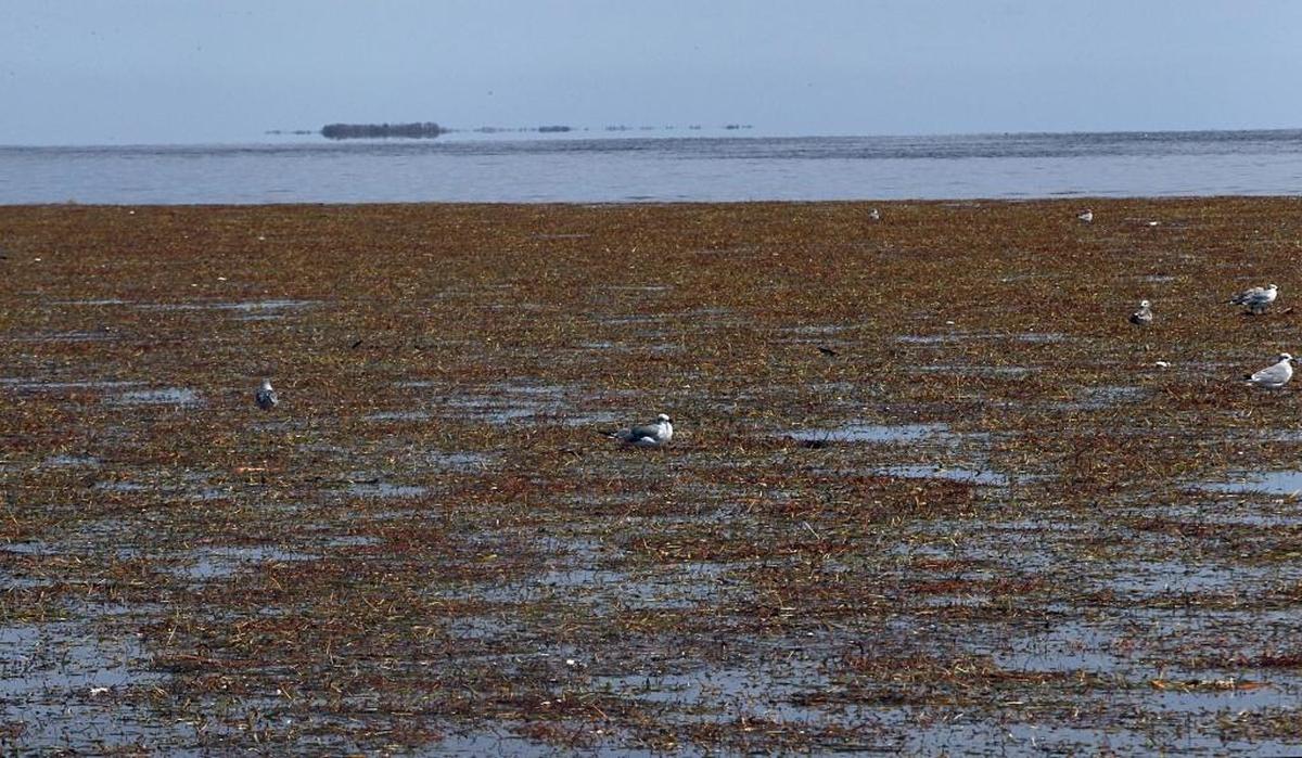 A massive seagrass die-off in Florida Bay that started in 2013 eventually killed about 60-square miles of seagrass. Scientists say flowing more freshwater into the bay could make it more resilient to seasonal droughts and increasing temperatures linked to climate change.
