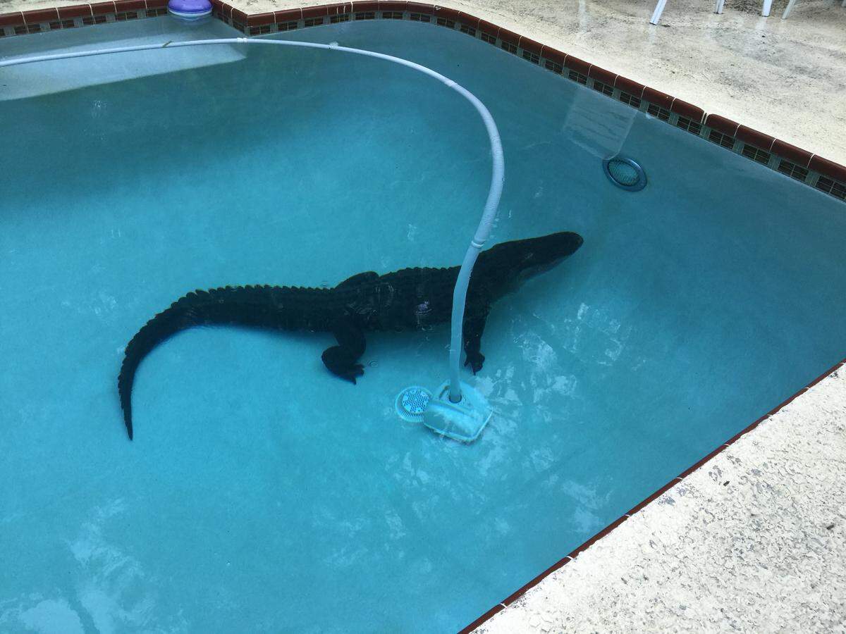 Alligator in Temple Terrace in a residential swimming pool