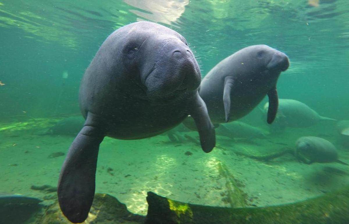 Save the Manatee Club, adopt-a-manatee program funds go towards protecting manatees in their natural habitat. Members get an adoption certificate of a real manatee and heart-shaped zipper for Valentine’s Day.