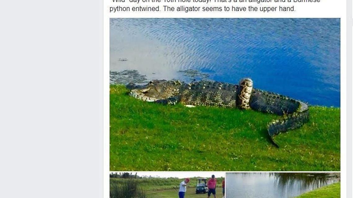 A golfer captured this photograph of an alligator and a python entwined on a Florida golf course.