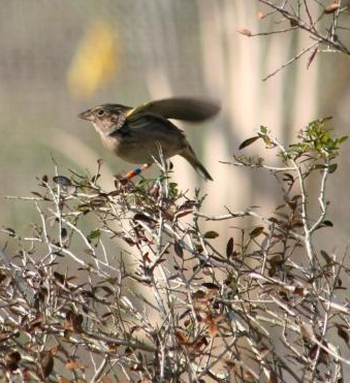 An endangered grasshopper sparrow takes flight at White Oak, a 10,000-acre wildlife conservation preserve north of Jacksonville that runs one of two captive breeding programs in the state.