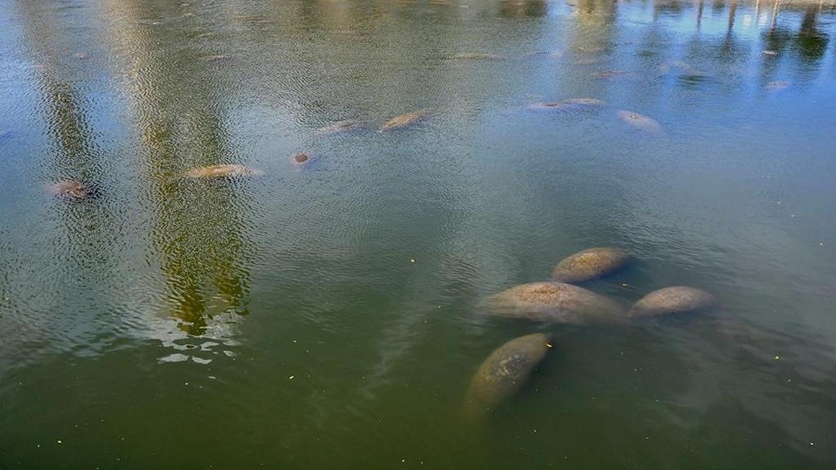 Manatees congregate at the Tampa Electric Company’s Big Bend Power Station in February 2016. Manatee deaths in January related to cold stress syndrome were five times as many compared to the same time in 2017.