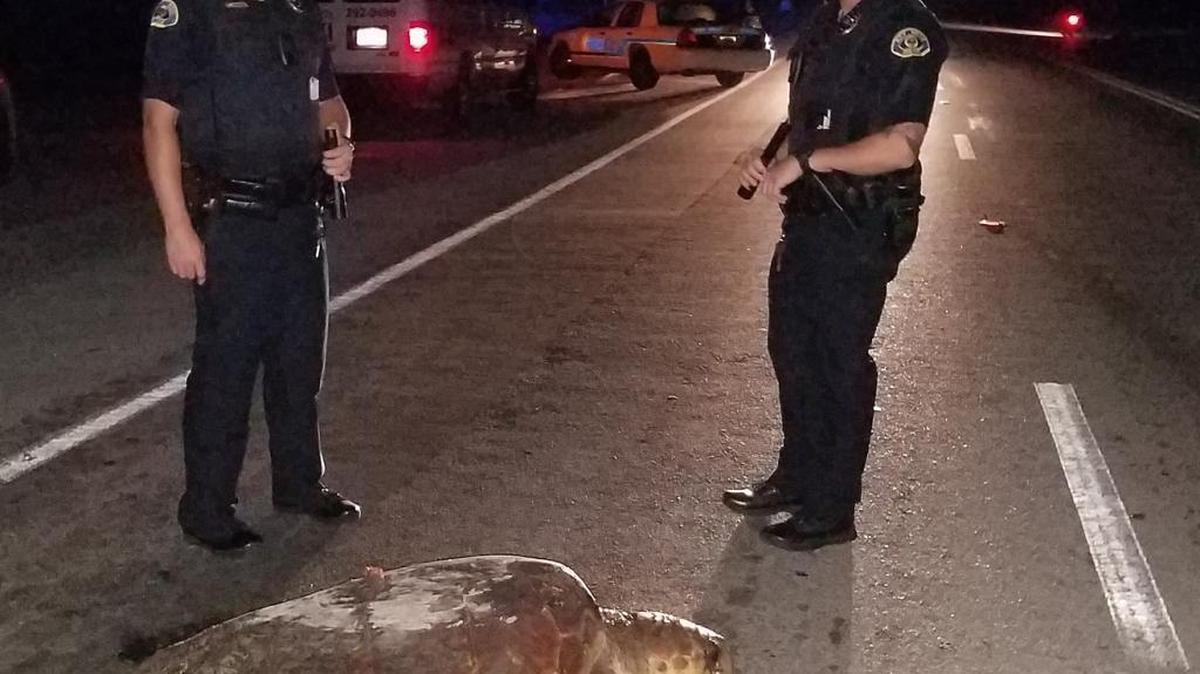 Key West police help a loggerhead turtle, disoriented while laying eggs, cross South Roosevelt Boulevard early Thursday morning.