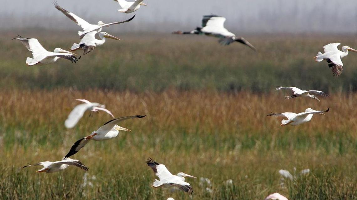 Fertilizer bans, growth controls: Key environmental bills as Florida Legislature meets