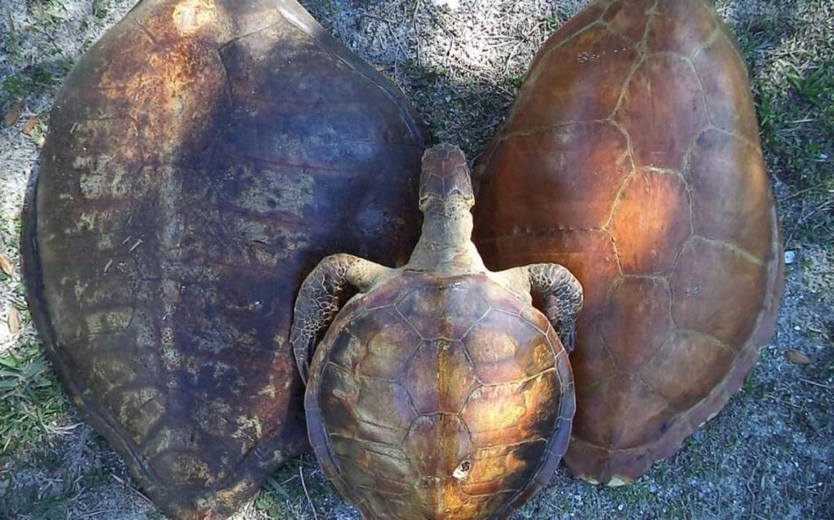 Two sea turtle shells and taxidermied green sea turtle were for sale at a stand in the Cortez Commercial Fishing Festival on Feb. 19.