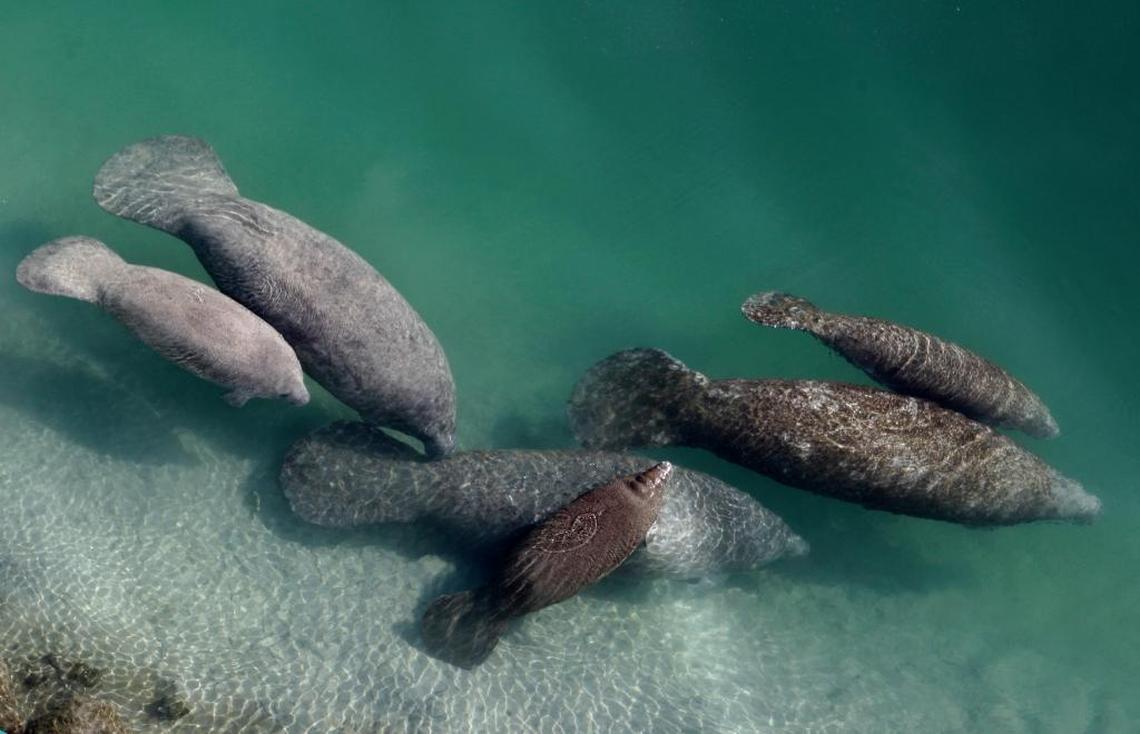 This Dec. 28, 2010, photo shows a group of manatees in a canal where discharge from a nearby Florida Power & Light plant warms the water in Fort Lauderdale after temperatures dropped.