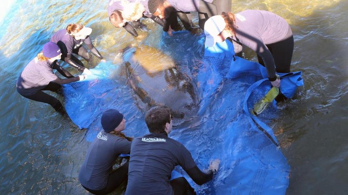 A group of technicians from Miami Seaquarium prepare Junebug, an orphaned manatee rescued nearly three years ago, for release into open waters. On Thursday, Junebug was loaded onto a truck and driven to Tampa, where she will be released at a “warm water site” in Tampa. Junebug is fitted with a satellite-tracking belt, so you can cheer her on from home.