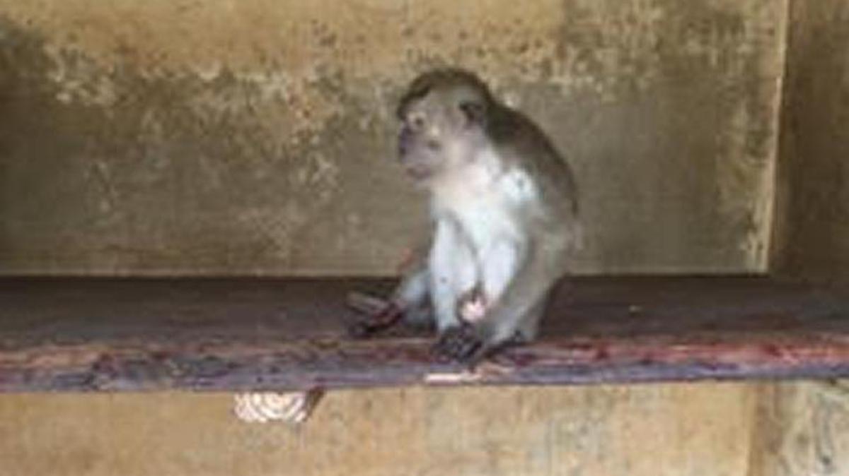 A male monkey injured after a fight, isolated in the night house section of the enclosure within the “monkey jail" section of Monkey Jungle, claims former trainer Michelle Diaz.