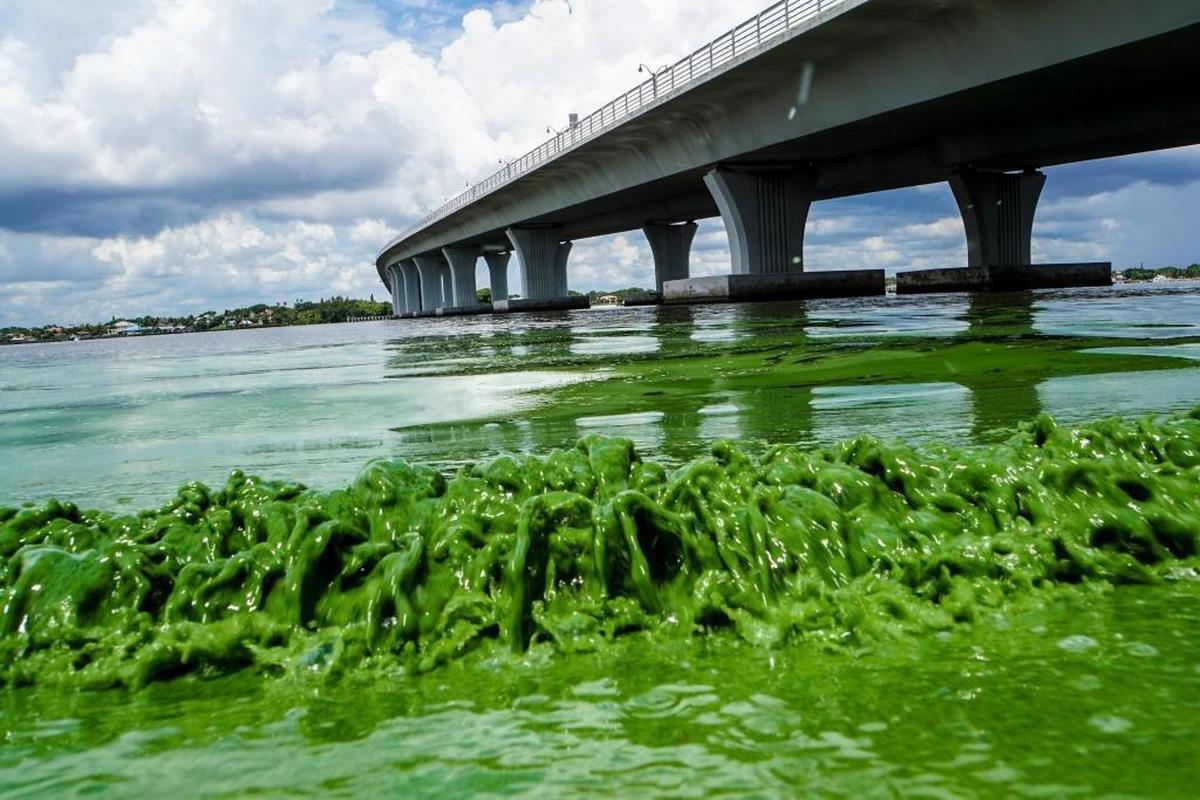 In 2016, lake water polluted from run-off from farms, ranches and neighborhoods fueled a massive algae bloom along the Treasure Coast that closed swimming areas.