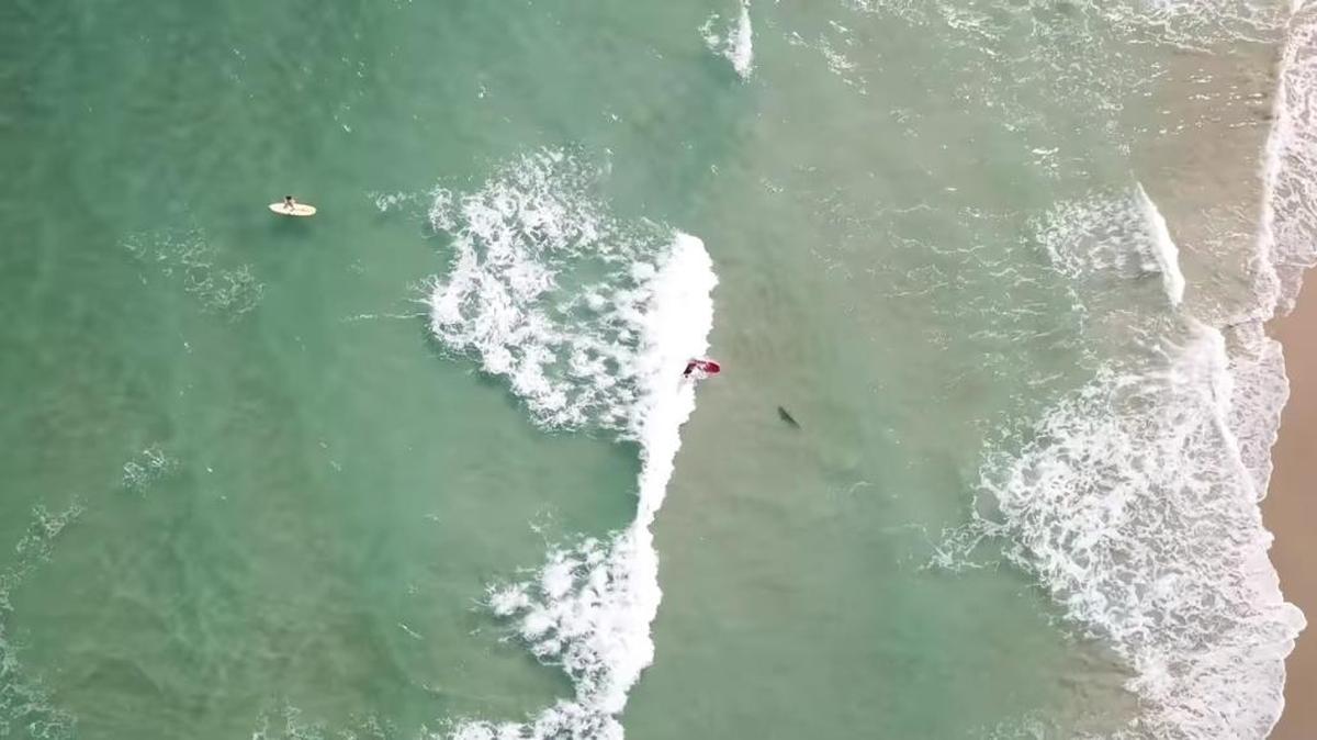 A surfer, on the red board, is seconds away from falling off his surfboard and landing atop, or very near, the shark pictured at the right. A video, captured by Hydrophilic on his drone at Fort Pierce Inlet, was posted on Feb. 26, 2018.