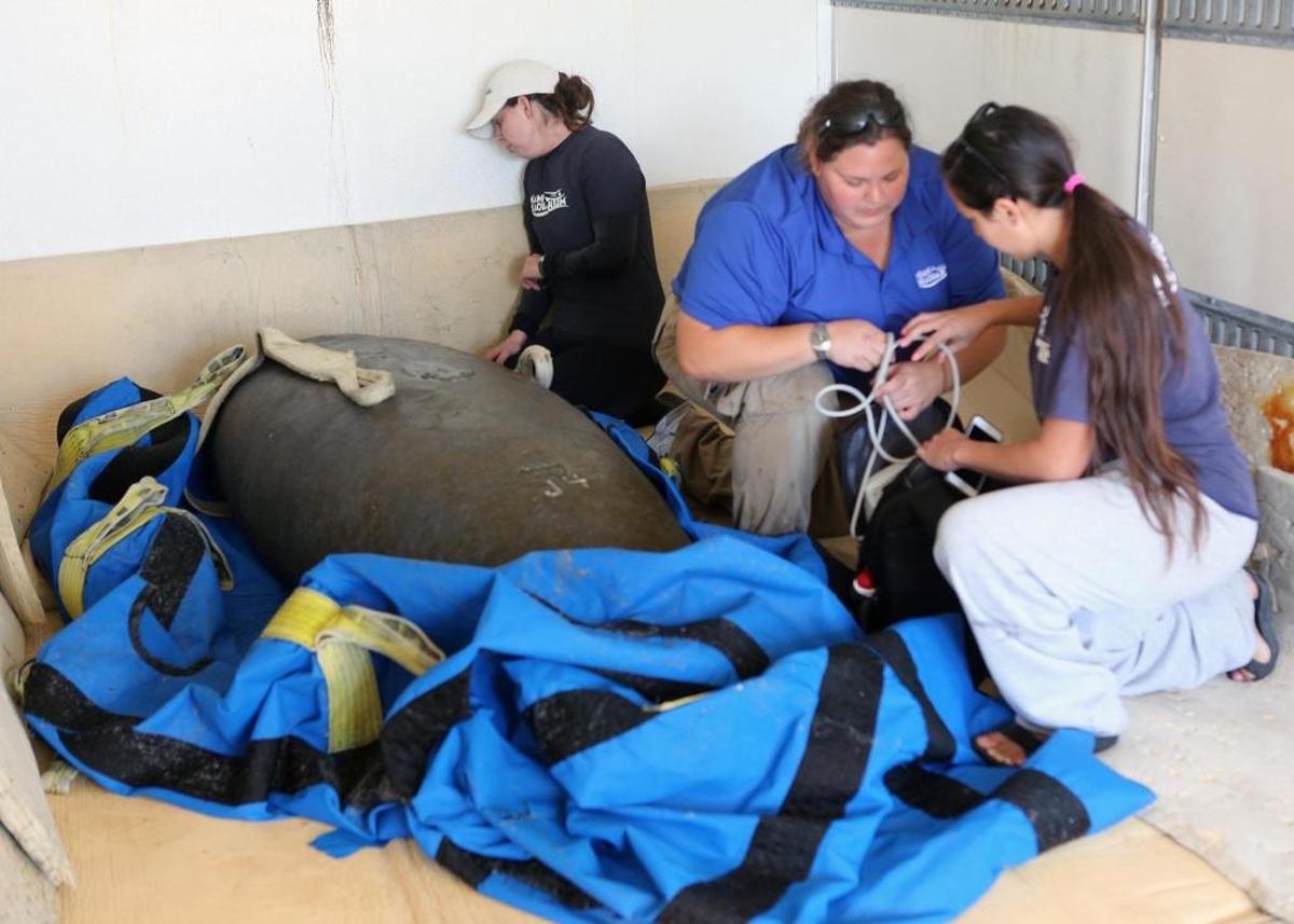 Left to right, Stephanie Nieves, Ariele Blatt and Lindsey Waxman attend to Junebug, an orphaned manatee who had been living at Miami Seaquarium. After three years of rehabilitation in Miami and Ohio, Junebug will be released in a “warm water site” in Tampa.
