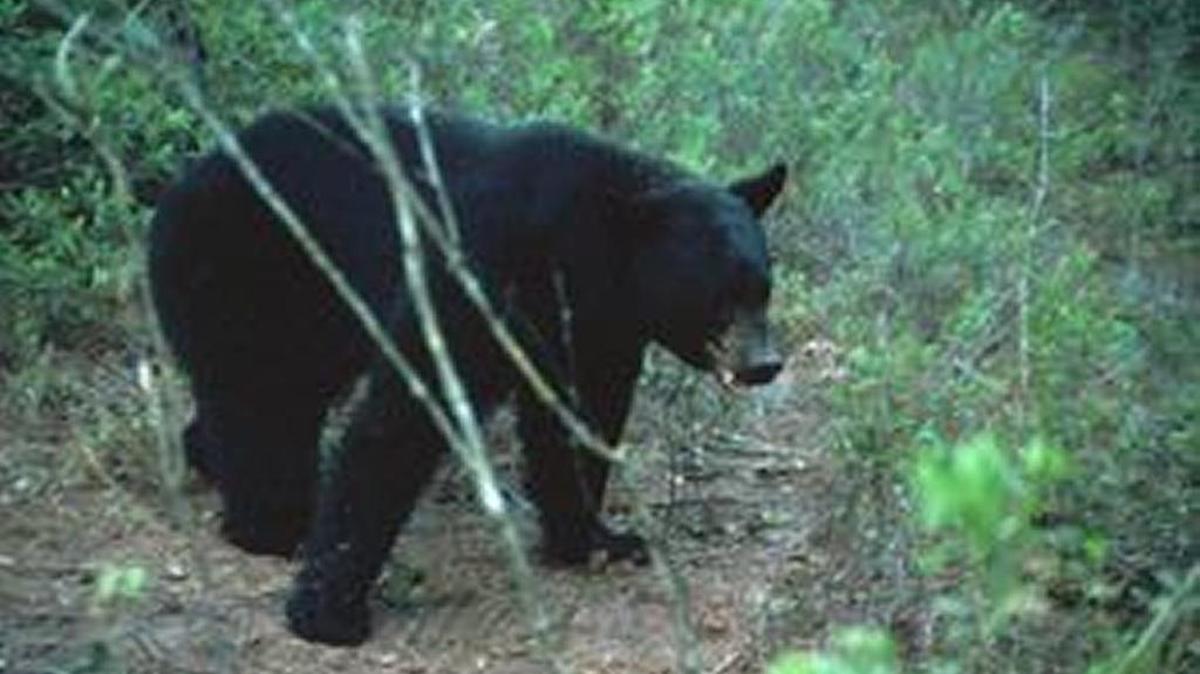 Florida black bears populations are larger now than at any time in the last 100 years, and there isn’t “substantial information” that they should be listed under the Endangered Species Act, according to a news release from the U.S. Fish and Wildlife Service.