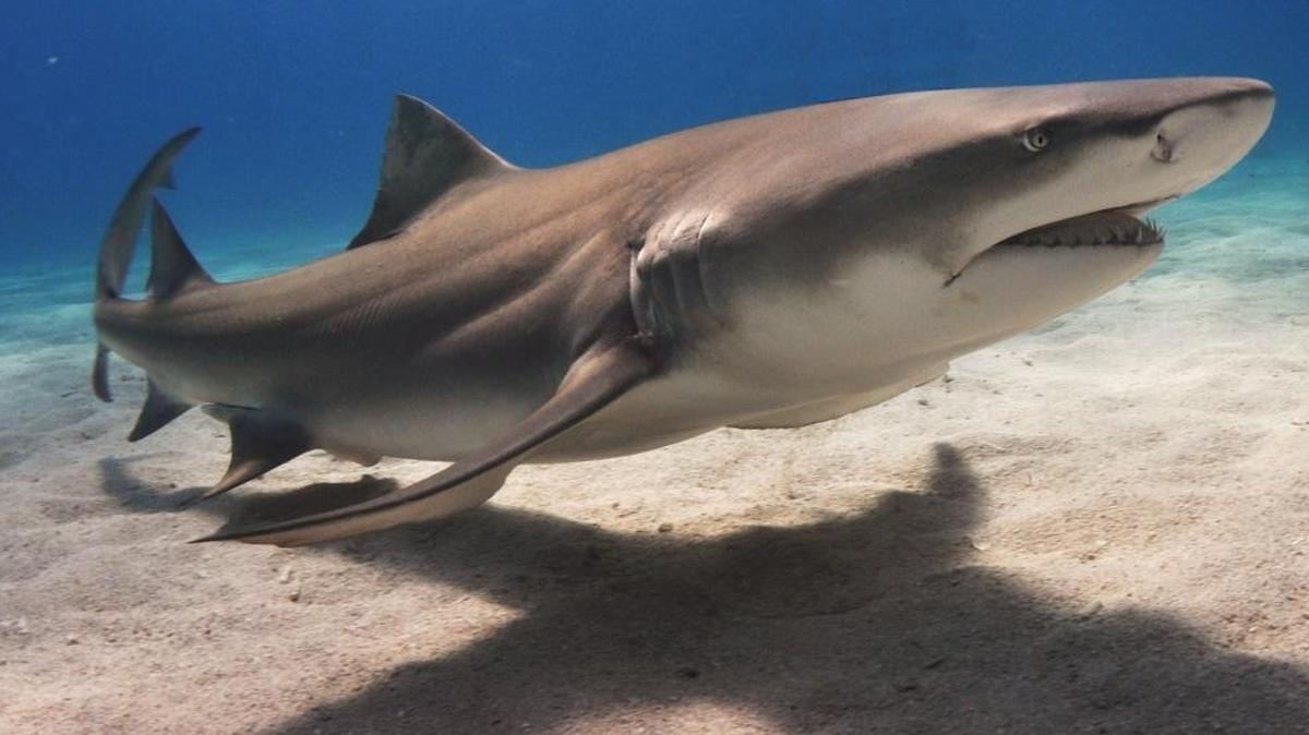 A lemon shark