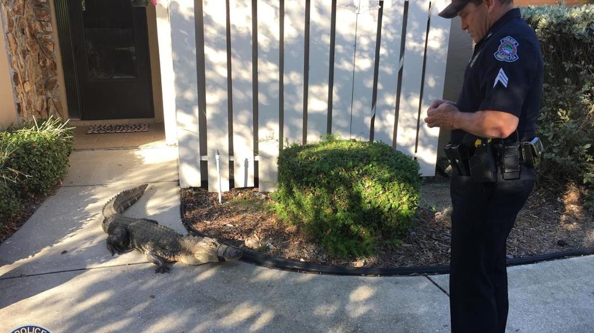 Sarasota police responded to a call of a gator in a resident’s front yard Wednesday. Luckily, a sergeant with experience handling gators was nearby.