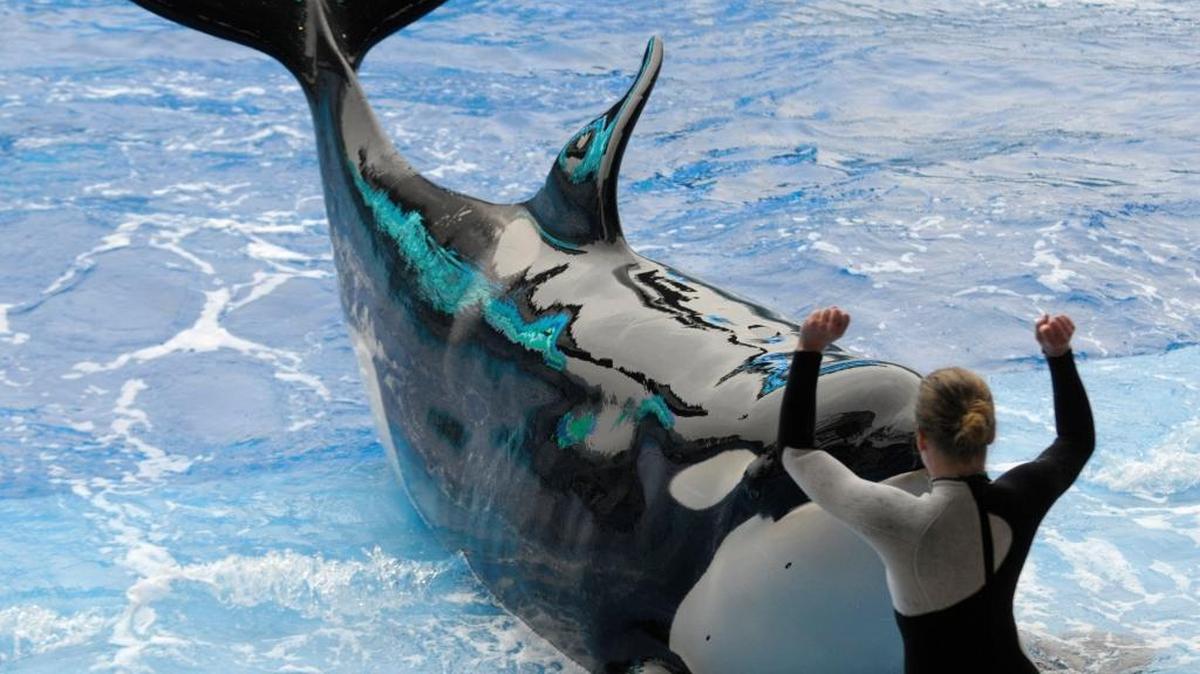 A SeaWorld trainer in Orlando performs with a killer whale in 2010.