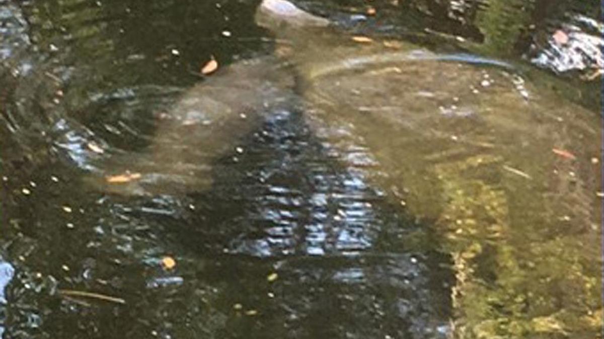 A trapped manatee is shown in a canal surrounding a mobile home park in New Port Richey.