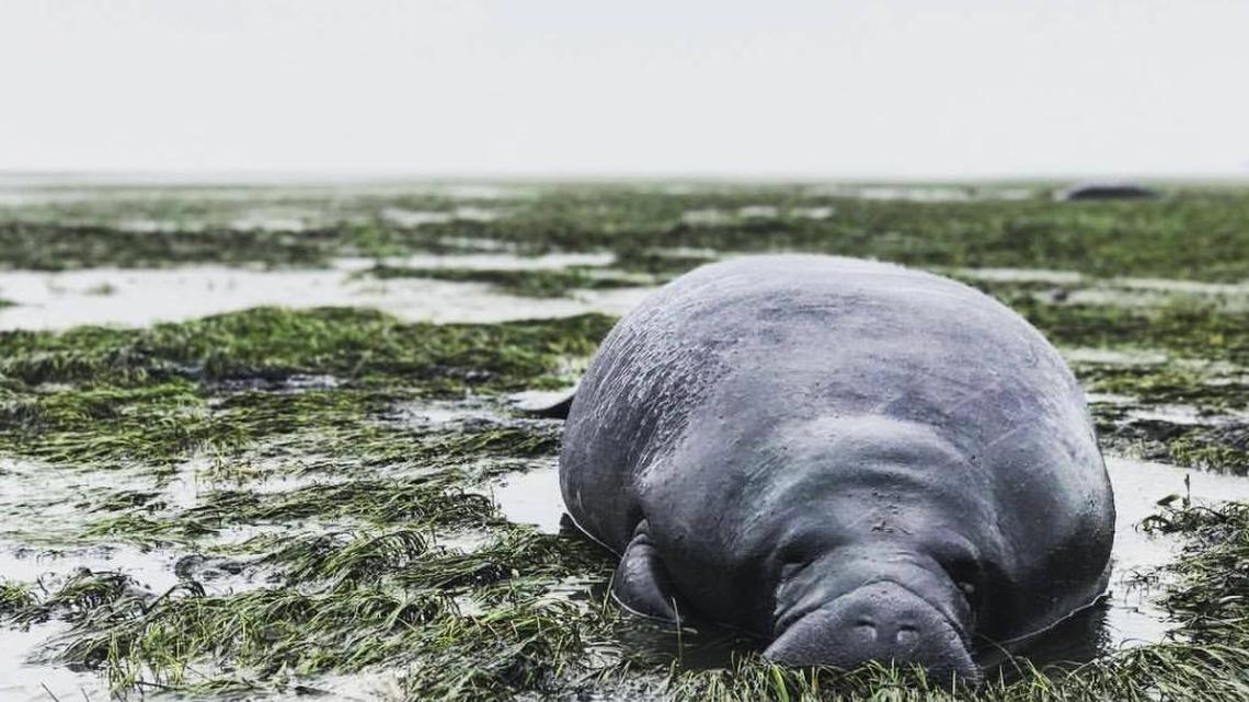 Two manatees were caught in extremely low tide waters near Whitfield Avenue in Manatee County.