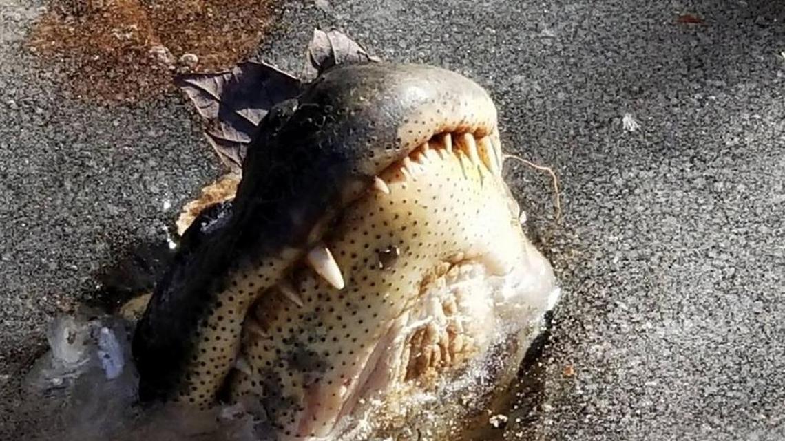 Alligators frozen in swamp ice for days survived. Here’s how.