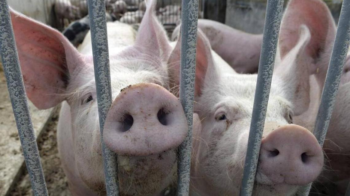 Frozen pork fell from the sky, and it came from Myakka City