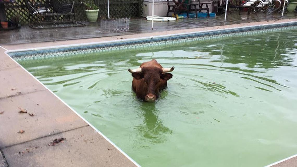 Man finds an 800-pound cow in his backyard pool. It was swimming.
