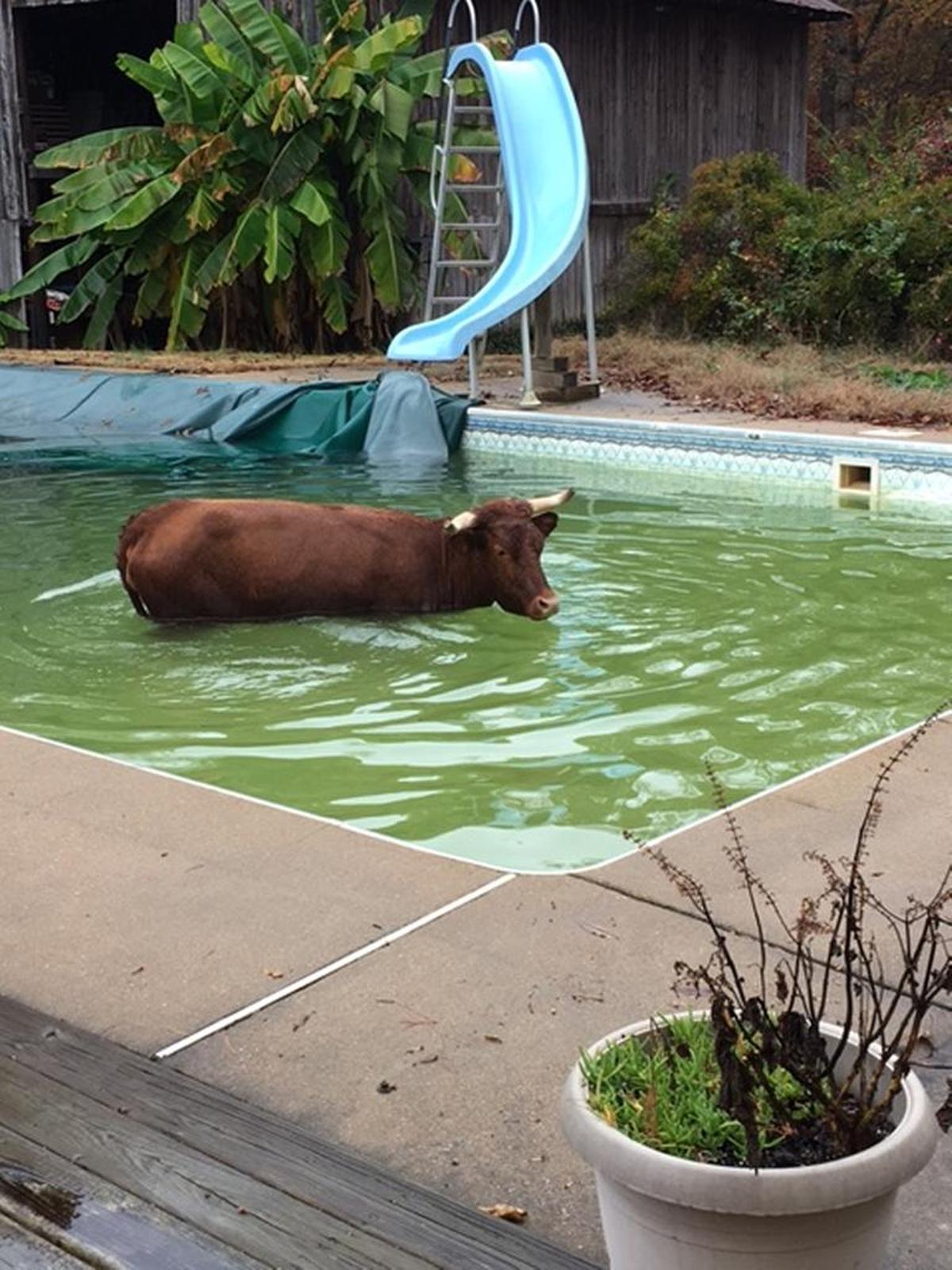 It was a little chilly for swimming, but the cow didn’t mind.