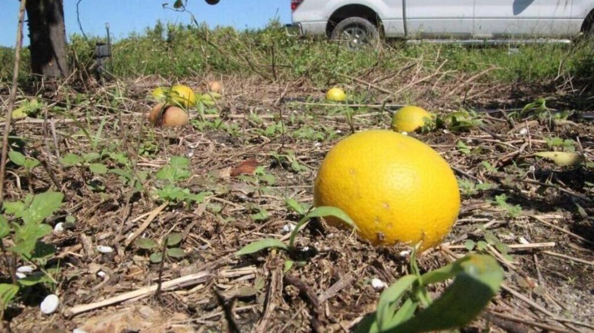 Fruit drop could increase as orange trees, which were violently shaken by ferocious storm winds, fight for survival from the beating they received.