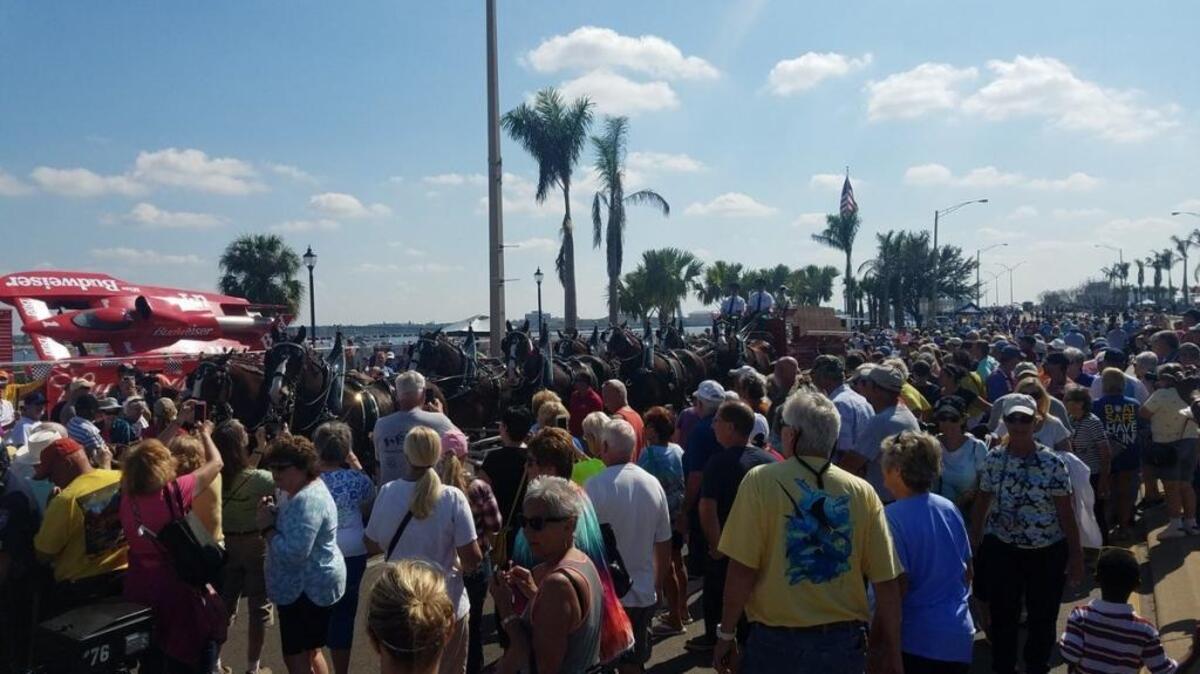 The Budweiser Clydesdales drew the largest crowd in Palmetto during the Bradenton Area River Regatta on Saturday.