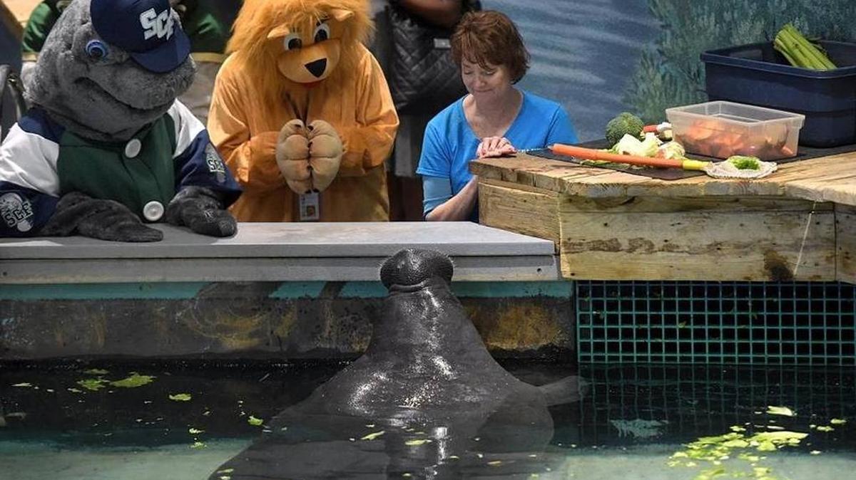 FILE: Maverick the Manatee from State College of Florida and Ruben the Reading Lion from The Ringling Museum join Marilyn Margold, former aquarium director, as she feeds Snooty after auditions for the new Snooty mascot.