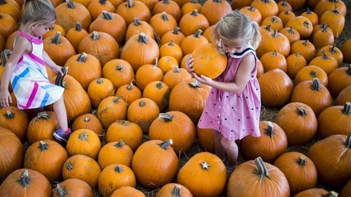 FILE PHOTO: Sisters climb among the pumpkins during last month’s Husander Farms 26th annual Pumpkin Festival.