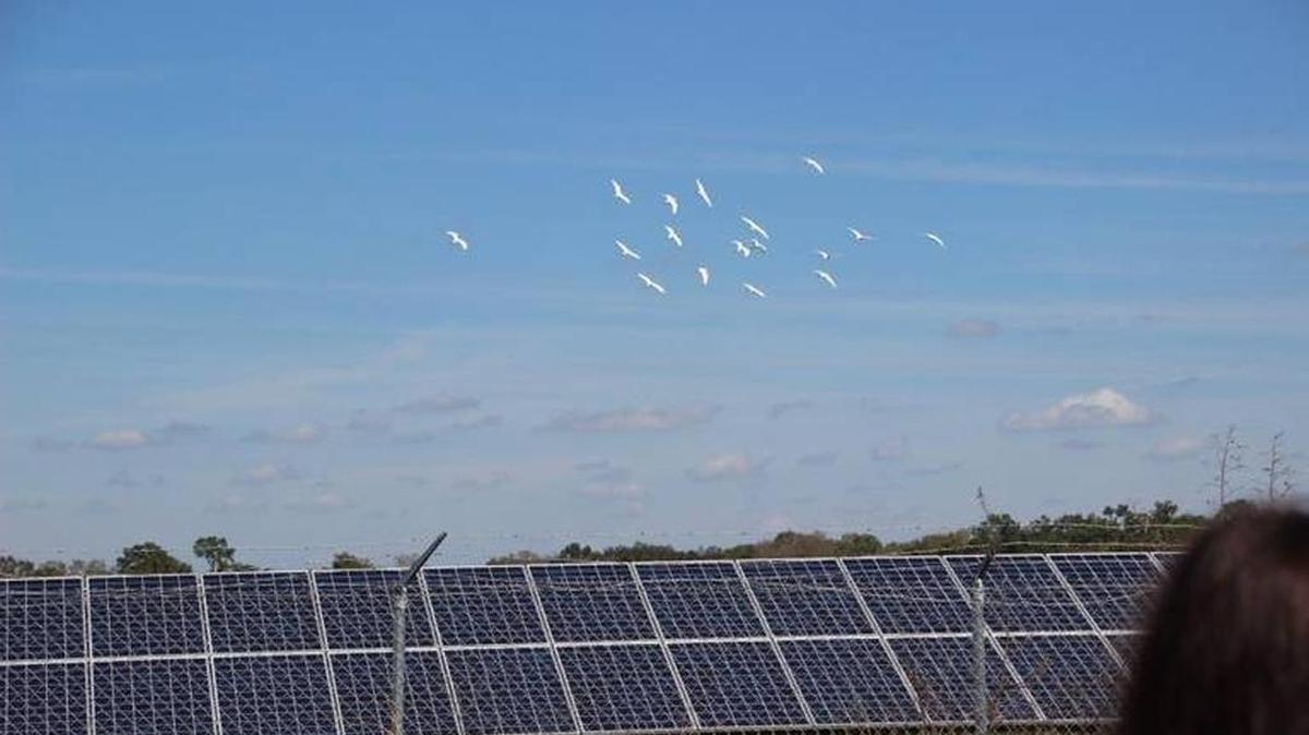 FILE PHOTO: A flock of birds fly over, and then settle on, FPL’s solar panels in Parrish.