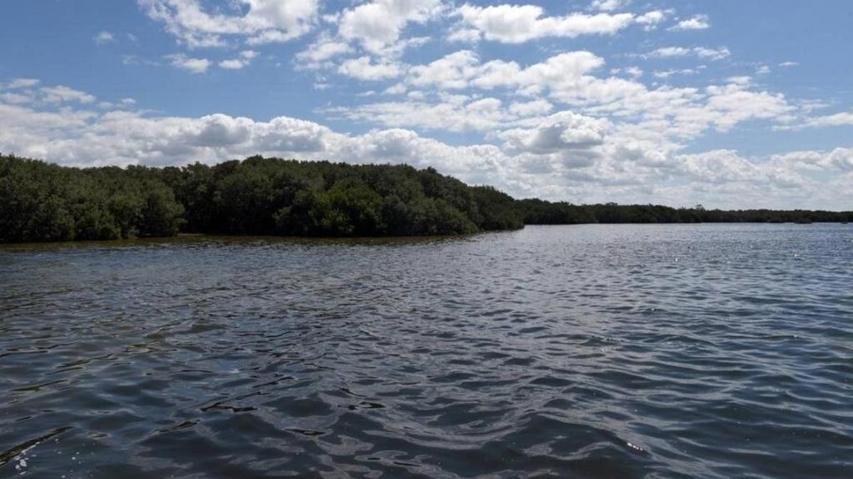 FILE PHOTO: Water view of mangroves framing site of Carlos Beruff's proposed Aqua by the Bay — a proposed 2,894-home development on 529 acres between El Conquistador Parkway and Sarasota Bay, just at the south end of 53rd Avenue West.