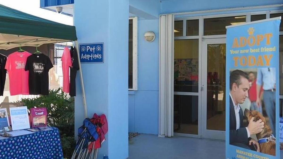As of Wednesday, Manatee County Animal Services had 163 dogs and 130 cats in their care, indicating a “critical capacity” level.