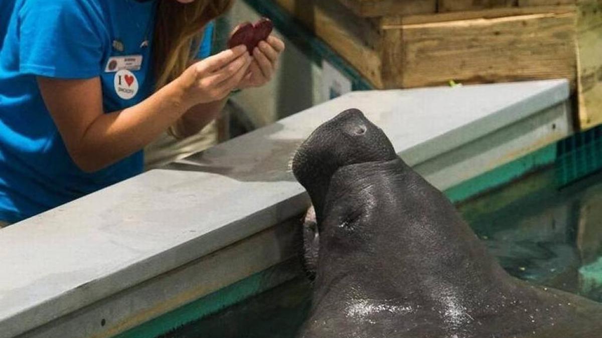 Animal rights group vow to protest the South Florida Museum on Saturday in a “Justice for Snooty” campaign, but museum officials say they are doing everything possible to get to the truth of how Manatee County’s beloved mascot manatee drowned and a protest is not the way to honor Snooty’s memory.