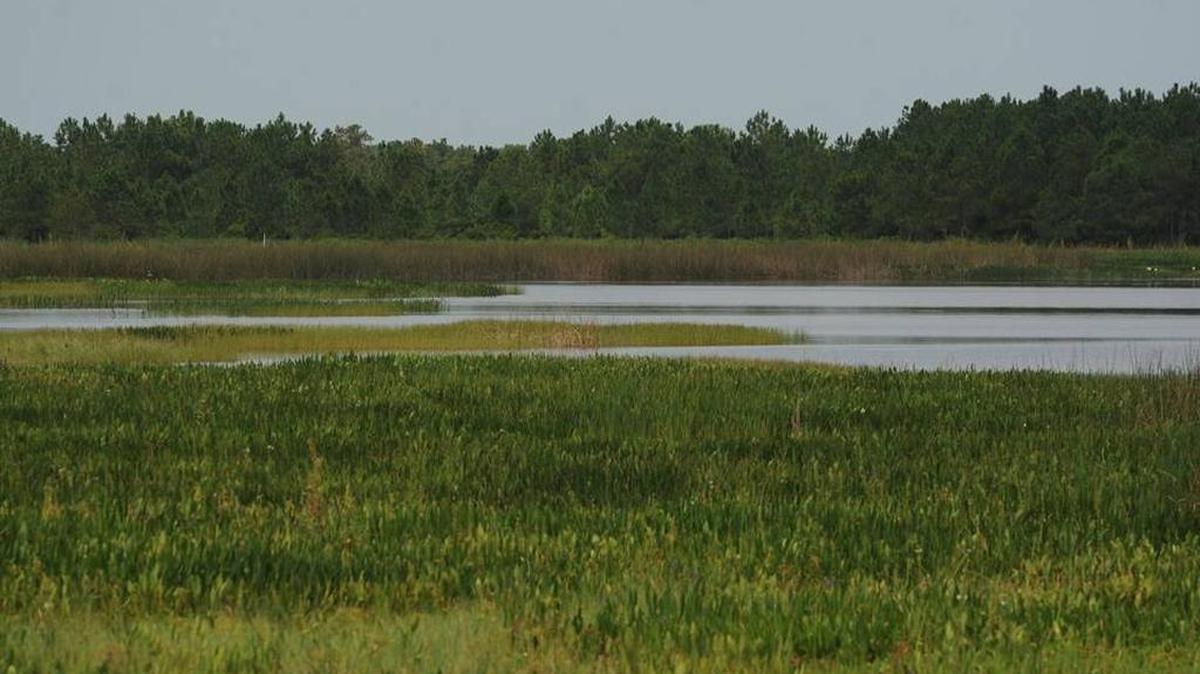 A section of NFN (1), a reclaimed 517-acre wetland and part of the Four Corners Mine in East Manatee County. Mosaic is seeking permission to expand its mining operations at its Wingate East site, west and east of Duette Road.
