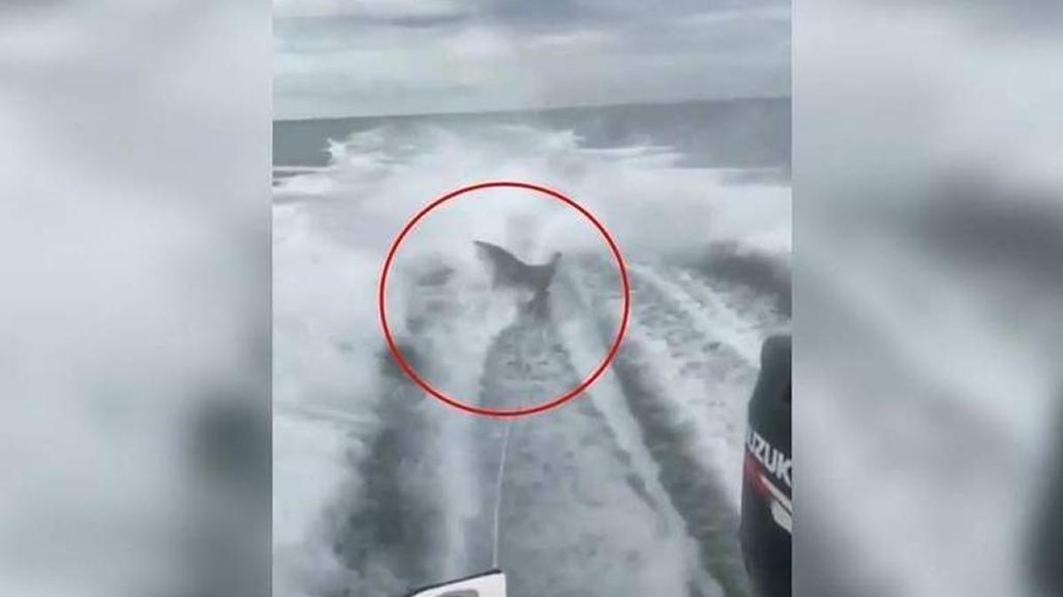 A screen shot of a video of a shark being dragged behind a boat. The Florida Fish and Wildlife Conservation Commission is investigating.