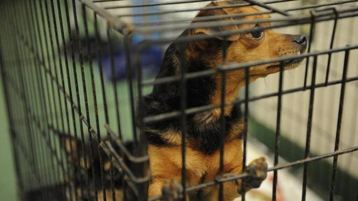 One of dozens of dogs last year at Manatee County Animal Services in Palmetto. The facility is only designed for 80 animals, and there’s now 150.