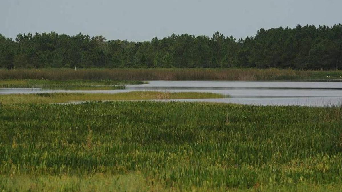 A section of NFN (1), a reclaimed 517-acre wetland and part of the Four Corners Mine in East Manatee County. Mosaic is seeking permission to expand its mining operations at its Wingate East site, west and east of Duette Road.